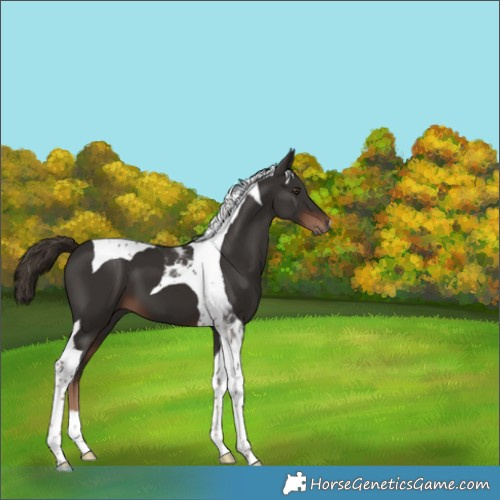 Horse Color:Liver Chestnut Tobiano 