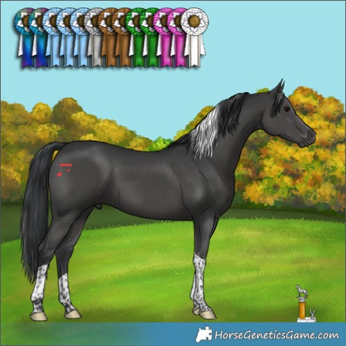 Horse Color:Black Tobiano 