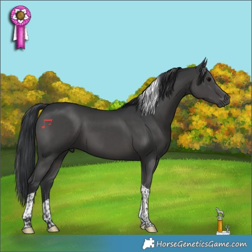 Horse Color:Black Tobiano