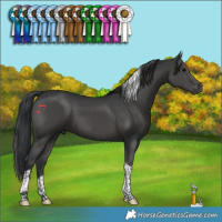 Horse Color:Black Tobiano 
