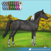 Horse Color:Black Tobiano 