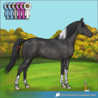 Horse Color:Black Tobiano