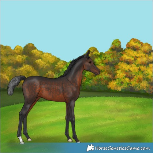 Horse Color:Brown 