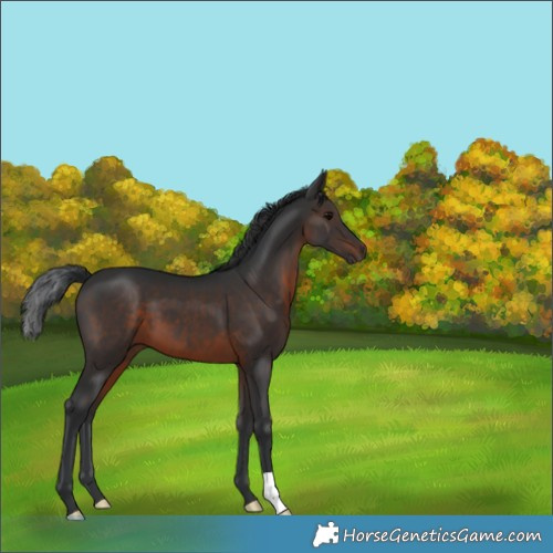 Horse Color:Brown 