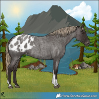 Horse Color:Liver Red Roan Tobiano Appaloosa