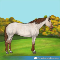 Horse Color:Red Dun Roan