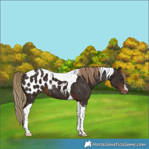 Horse Color:Liver Chestnut Tobiano Appaloosa 