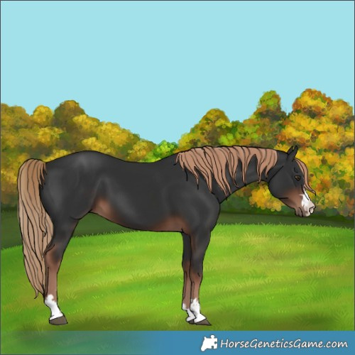 Horse Color:Liver Chestnut 