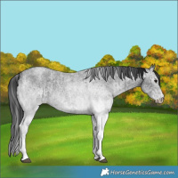 Horse Color:White Spotted Blue Roan Rabicano  and Gray White Spotted Blue Roan Rabicano 