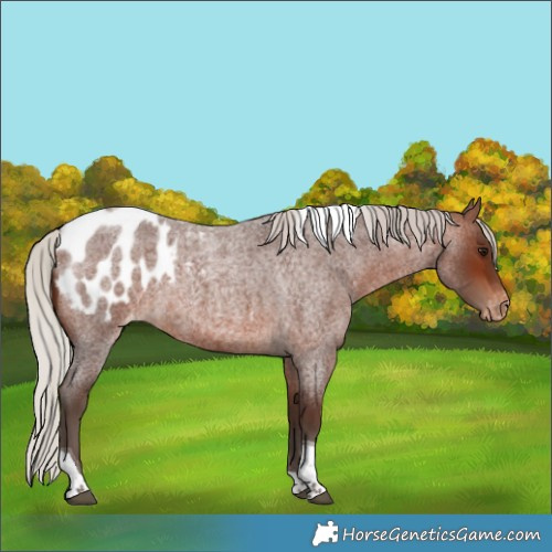Horse Color:Silver Brown Roan Tobiano Appaloosa 