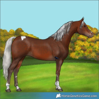 Horse Color:Silver Bay Tobiano 