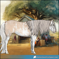 Horse Color:Silver Bay Dun Sabino Splash 
