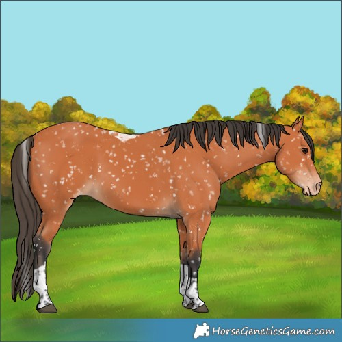 Horse Color:Bay Tobiano Appaloosa 