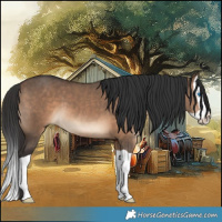 Horse Color:Brown Dun Splash 