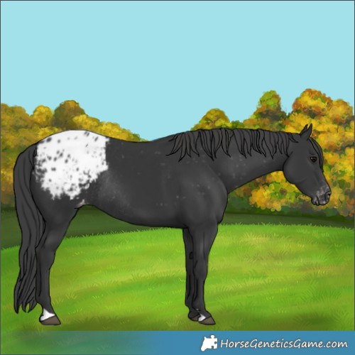 Horse Color:Black Appaloosa Rabicano 