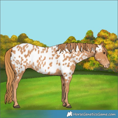 Horse Color:Chestnut Appaloosa 