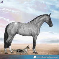 Horse Color:Blue Roan Tobiano Appaloosa