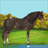 Horse Color:Liver Chestnut Tobiano Appaloosa