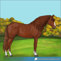 Horse Color:Chestnut 