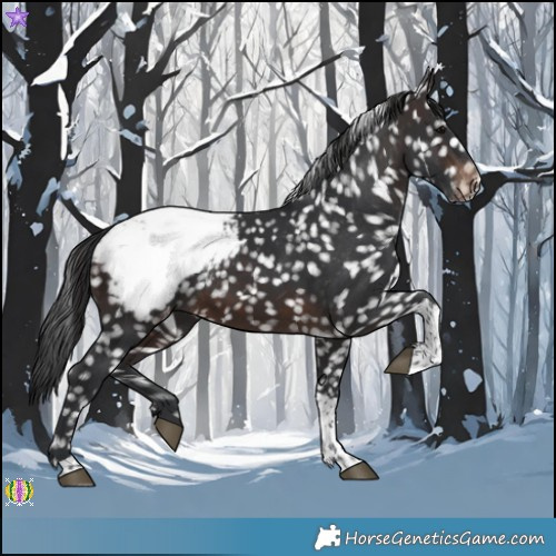 Horse Color:Brown Tobiano Appaloosa