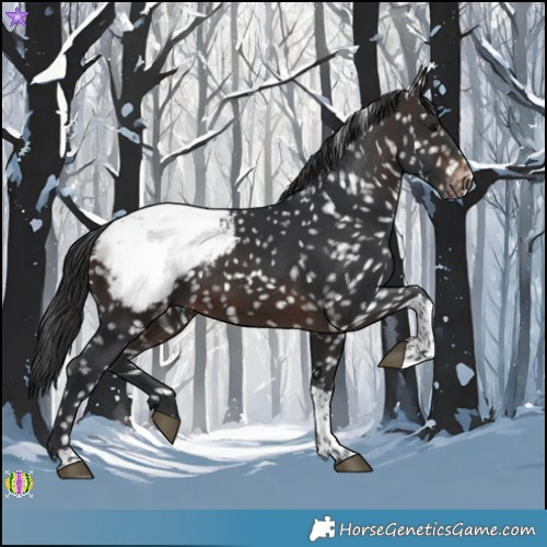 Horse Color:Brown Tobiano Appaloosa