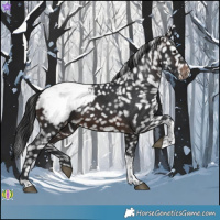Horse Color:Brown Tobiano Appaloosa 