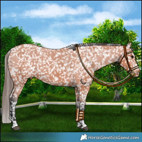 Horse Color:Bay Tobiano Appaloosa 