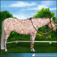 Horse Color:Bay Tobiano Appaloosa 