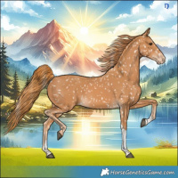 Horse Color:Chestnut Tobiano Appaloosa 