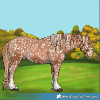 Horse Color:Chestnut Tobiano Appaloosa 