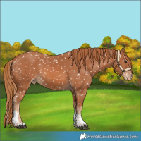 Horse Color:Chestnut Tobiano Appaloosa 