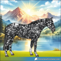 Horse Color:Black Tobiano Appaloosa 