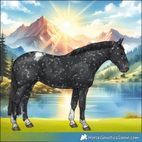 Horse Color:Black Tobiano Appaloosa 