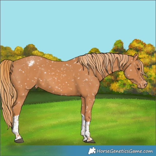 Horse Color:Chestnut Tobiano Appaloosa