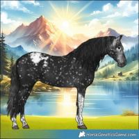 Horse Color:Gray Black Tobiano Appaloosa 