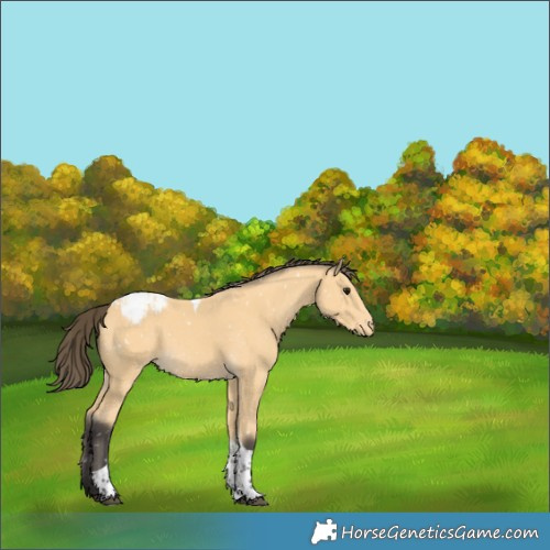 Horse Color:Buckskin Tobiano Appaloosa