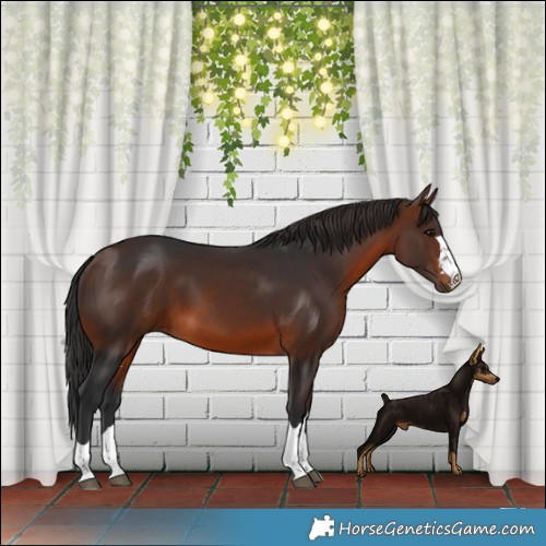 Horse Color:Brown 
