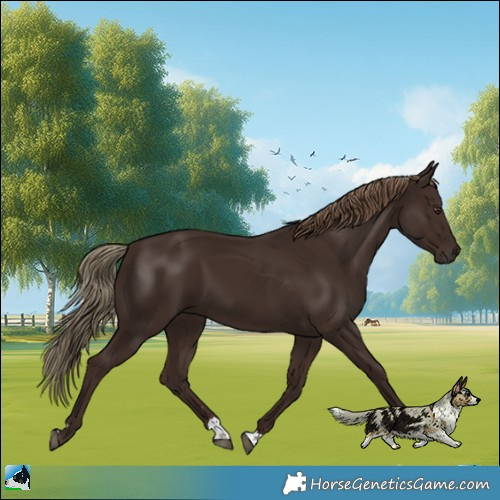 Horse Color:Liver Chestnut 