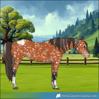 Horse Color:Bay Tobiano Appaloosa 