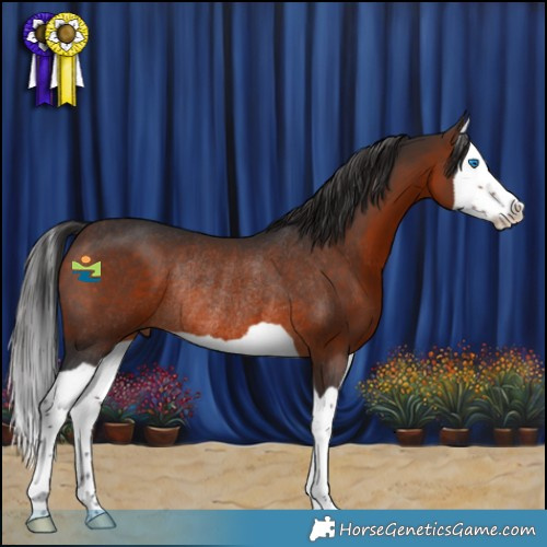 Horse Color:Brown Splash Rabicano 