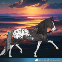 Horse Color:Smoky Black Splash Appaloosa Rabicano
