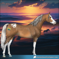 Horse Color:Silver Buckskin Splash Appaloosa 