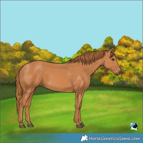 Horse Color:Chestnut 