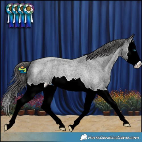 Horse Color:Blue Ice Roan Splash Appaloosa 