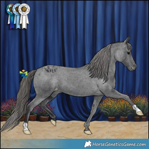 Horse Color:Black Appaloosa 
