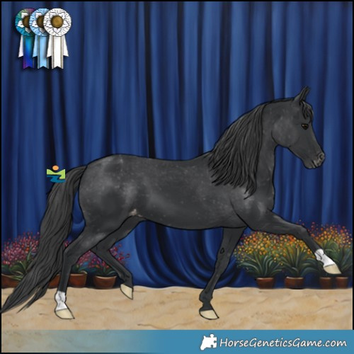 Horse Color:Black Varnish 
