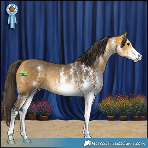 Horse Color:White Spotted Buckskin Rabicano 