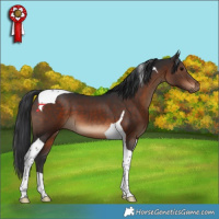Horse Color:Brown Tobiano 