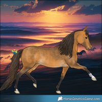 Horse Color:Buckskin Rabicano 