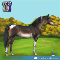 Horse Color:Brown Tobiano